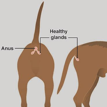 dog anus leaking|Leaking Anal Glands in Dogs: Causes & Remedies